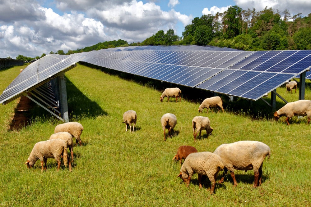 PPCS Offers Solar Consultation Services