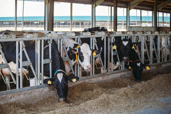 cows