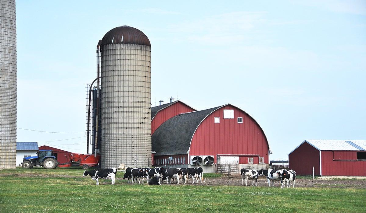 Dairy Farm